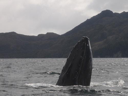 Humpback whale.