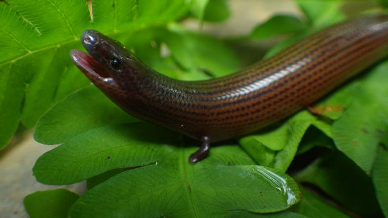 Brachymeles elerae, one of the two  species of tetradactyl fossorial skinks from Luzon.