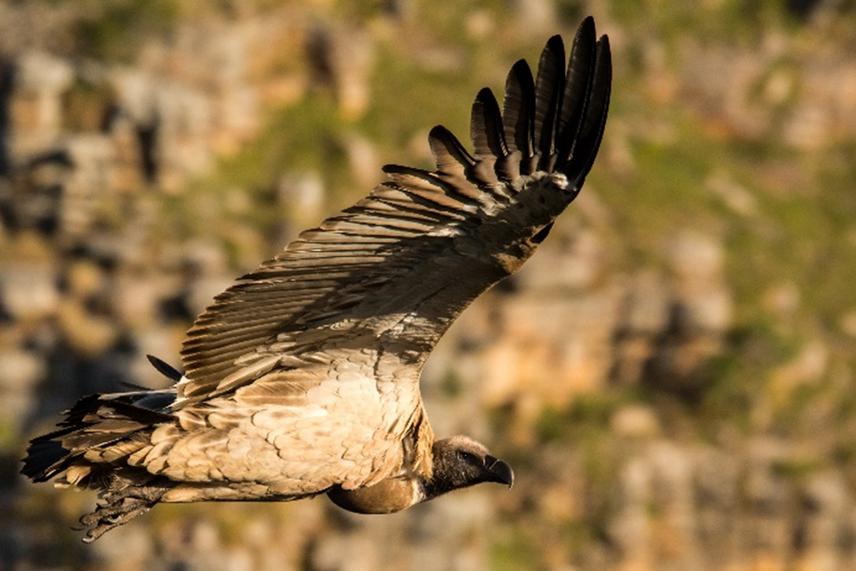 Cape vulture in flight.