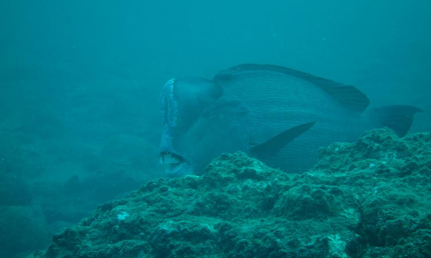 An adult sighted at South Andaman dive site, Chidiatapu.