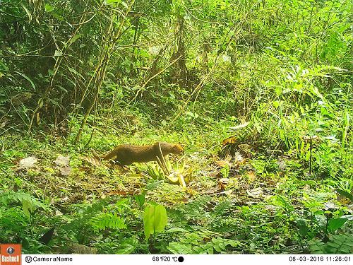 19666-1A mid-sized mammal, Jaguarundi  (Puma yagouaroundi) detected in camera trap at Una city, Brazil.