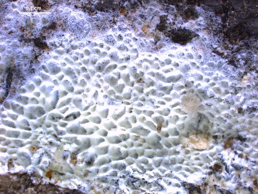 Ceriporia xylostromatoide Basidioma.