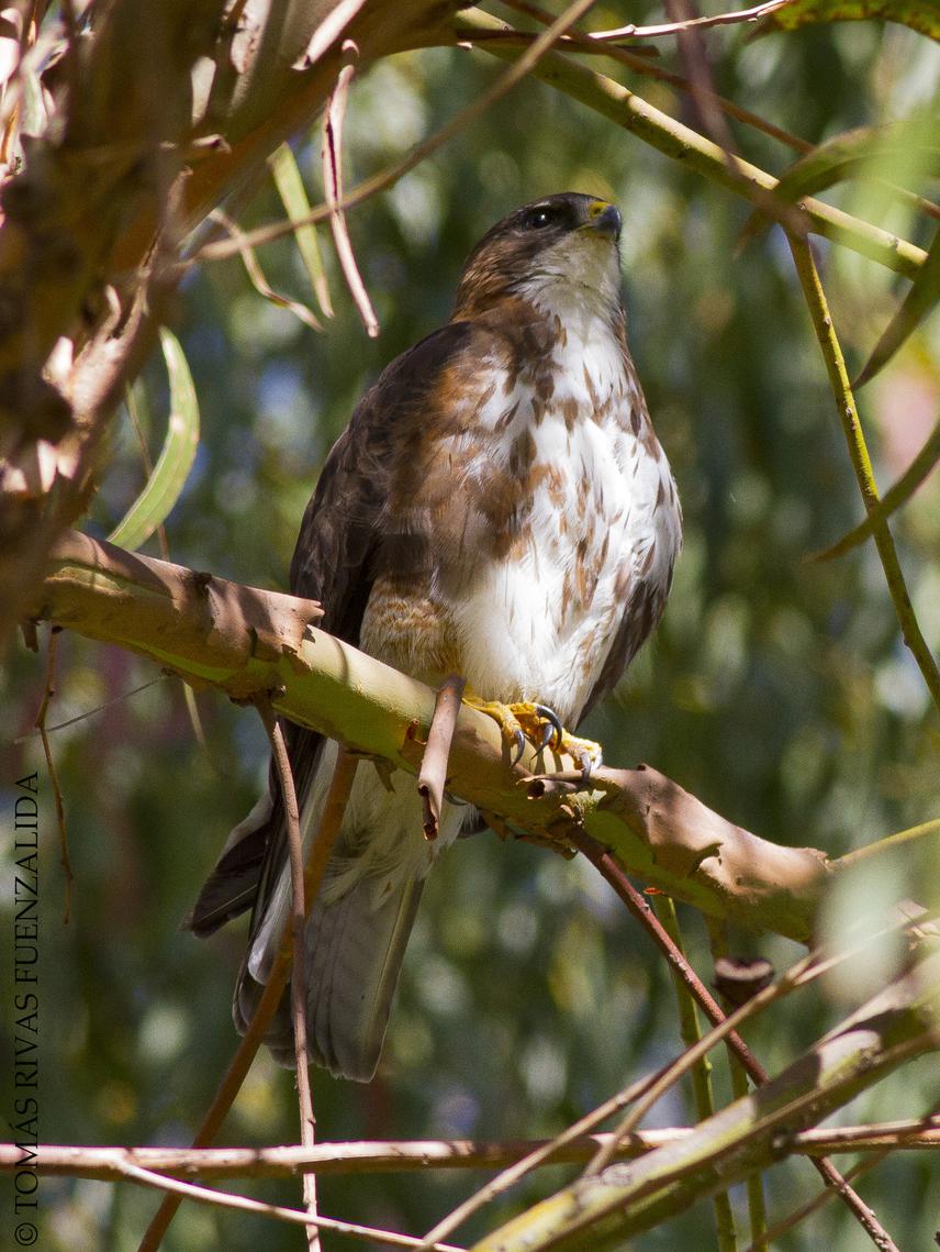 White-throated Hawk (Buteo albigula) - Adult female