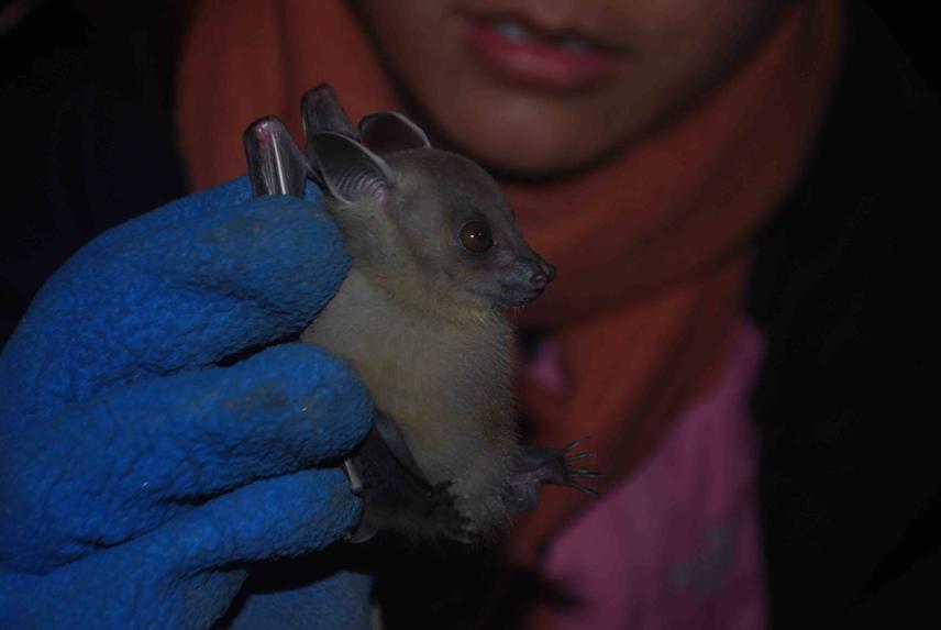 Cynopterus brachyotis from Godawari