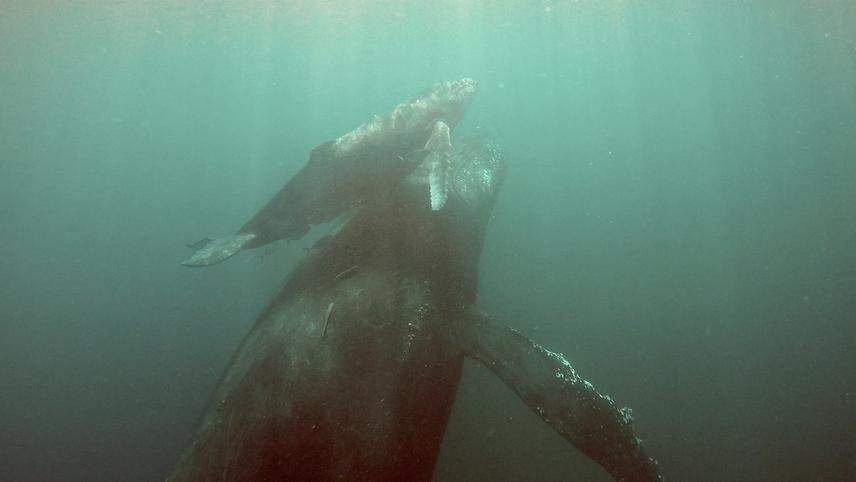 Mother and calf swimming away after a biopsy attempt.