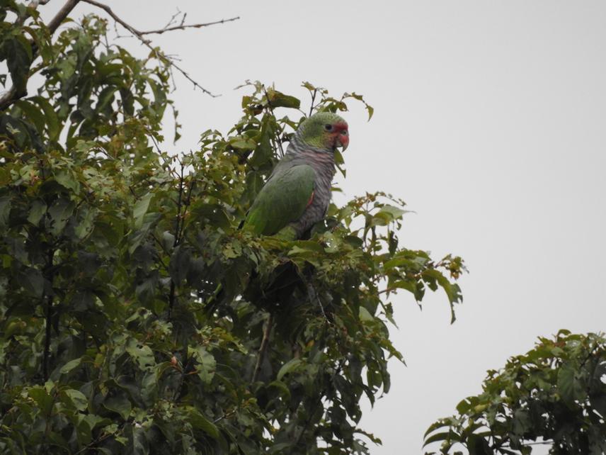 Vinaceous Parrot, the focal species of the project, perched near the roost area in Guatambu, Western Santa Catarina.
