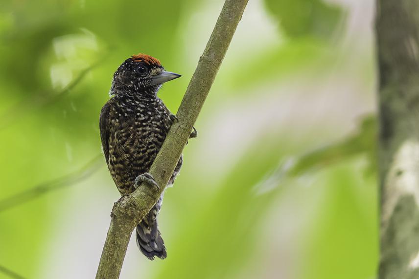The endemic, range-restrict and threatened Picumnus varzeae or Varzea Piculet in the Rio Amazonas, near Itacoatiara.