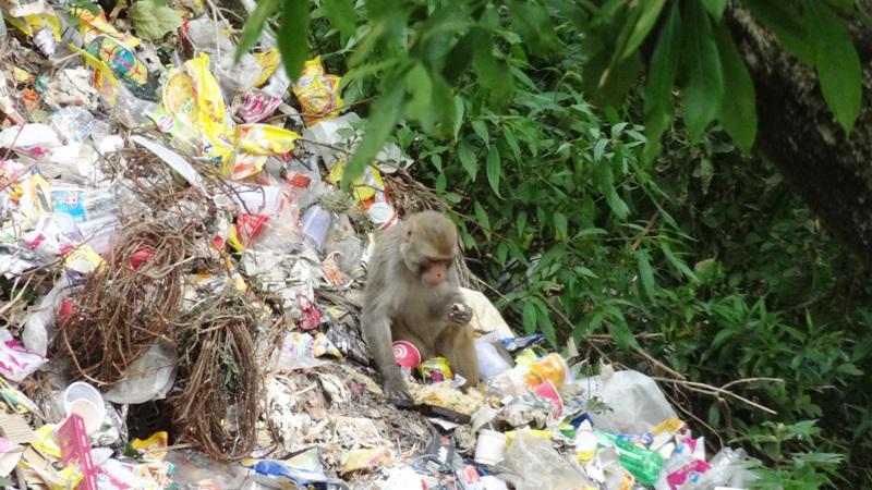 Rhesus macaque (Macaca mulatta)at the garbage dump in Nainital district.