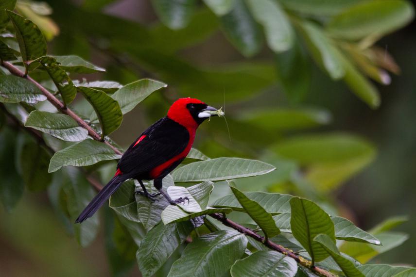 Masked Crimson Tanager (Ramphocelus nigrogularis) feeding on a cricket. The food web of the Amazonian birds is critically sustained by the megadiverse community of insects.  ©Juan Francisco Herrera Cueva.