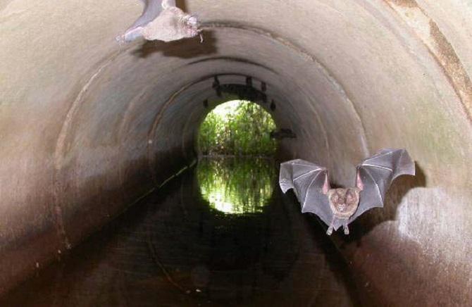 Fruit and nectar-eating bats live in close contact to villagers in Cóndor.