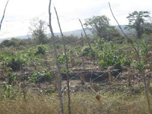 The use of nets to prevent primates from crop raiding.