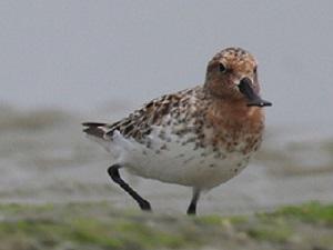 Critically Endangered Spoon-billed Sandpiper at Saemangeum. © Danny Rogers