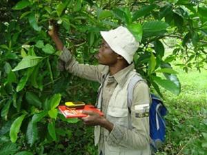 Examining V. africana fruits during fieldwork.