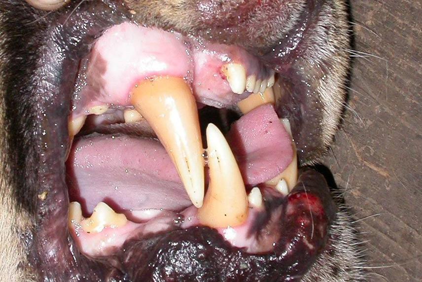 Prime adult, teeth yellowish, incisors and canines slightly worn.
