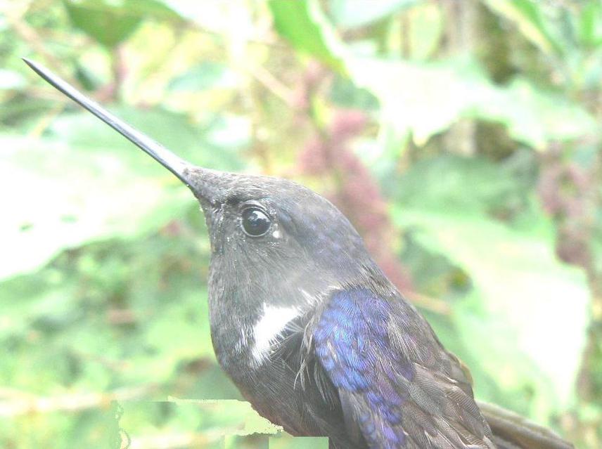 Black Inca Hummingbird at Laguna Pedro Palo.