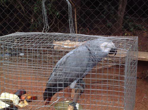 African Grey Parrot (Psittacus erithacus timneh ).