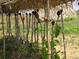 Banyan saplings being raised for planting at a nursery at Dandiri.