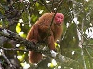 Red Uakari Monkey.