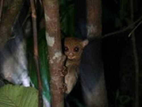 Belitung tarsier in the enclosure after 2 months.
