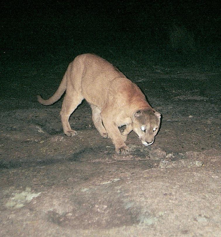 Puma (Puma concolor).