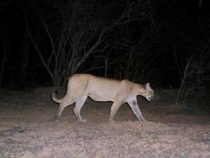 One of the 79 Pumas capture by the camera trap in Copo. © Veronica Quiroga.