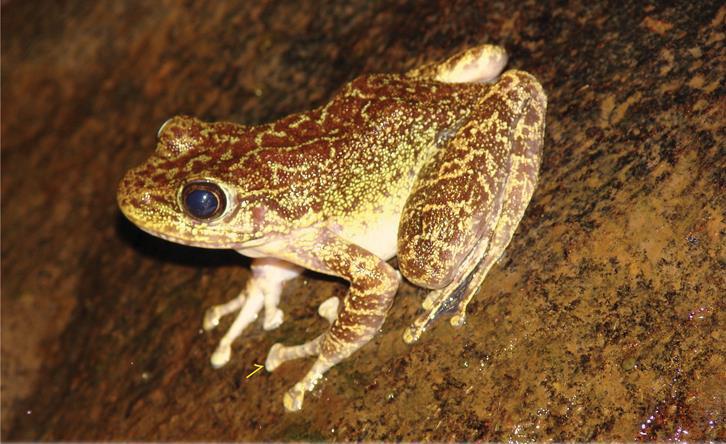 Assamese Cascade Frog. ©Prasanta Choudhury.