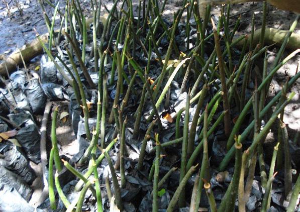 Recently established mangrove nursery in a community site.