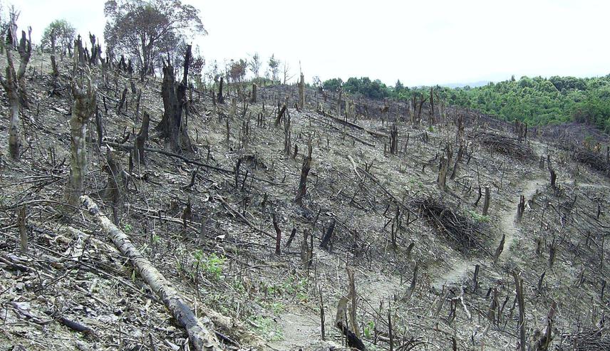 Remains of fire on one of natural forests in S.E. Sulawesi Province, Indonesia.
