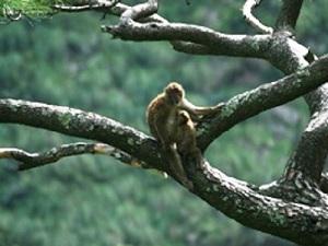 Mother and infant of Assamese macaque in Langtang National Park.