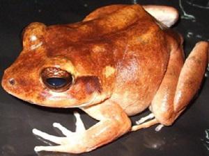 Fijian ground frog.