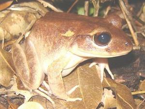 Fijian ground frog close-up shot.