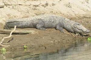 Mugger (Crocodylus palustris).
