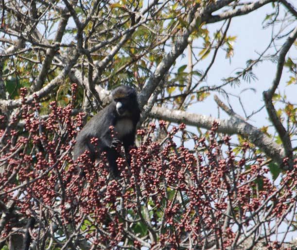 Putty nose monkey in a Fig tree.© Matt Walters, School of Biological Sciences, UC