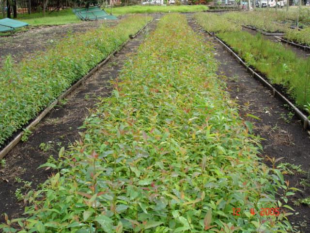 Tree Seedings at the Kagamuga Tree Nursery (owned by the National Forest Service) in Mt. Hagen. KVEDO Inc has received over 100,000 tree seedlings.