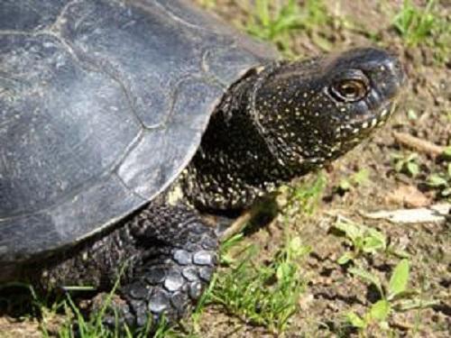 The European pond turtle which is present in Belarus.