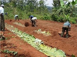 Community members rehabilitating areas that were cultivated by farmers in readiness for reforestation.