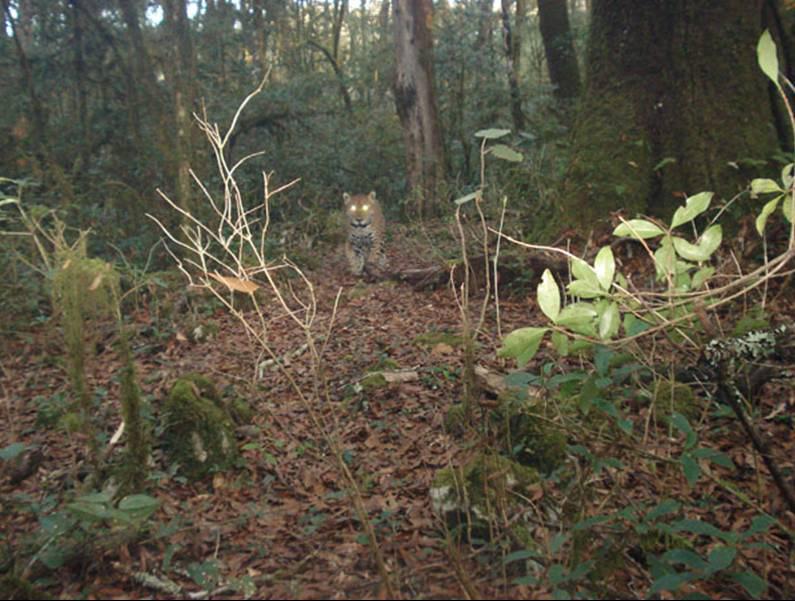 Juvenile jaguar captured on February 2007 in the region of La Joya del Hielo, Sierra Gorda Biosphere Reserve, Querétaro, México.