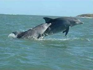 Bottlenose dolphin in La Coronilla-Cerro Verde, Uruguay.