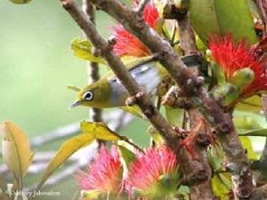Everett’s White-eye (Zosterops everetti) one of the subspecies endemic in Cebu and netted one individual in Boljoon. © Godfrey Jakosalem