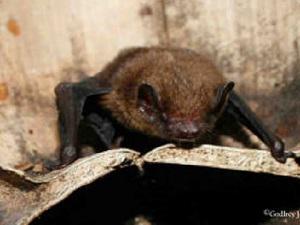 Lesser Bamboo Bat (Tylonycteris pachypus) A new island species for Cebu. © Godfrey Jakosalem