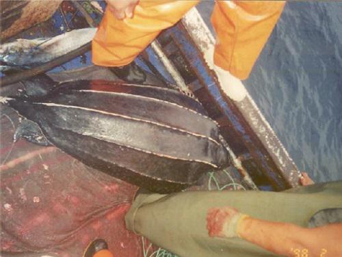 Leatherback turtle (Dermochelys coriacea), incidental by-catched.