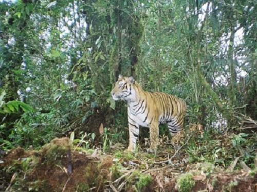 Sumatran tiger on a ridge trial.
