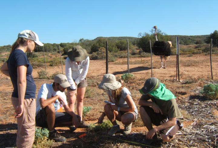 Monitoring ostrich camp rehabilitation. Students record vegetation recovery in ostrich camps.
