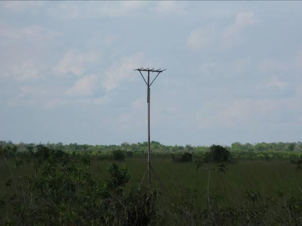 Constructed artificial bird perch, 200m from the forest edge.