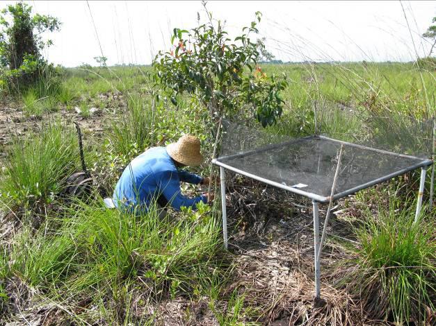 Control position at 200m from the forest edge; Salahuddin, measuring a seedling in the seedling plot, adjacent to the seed-trap.