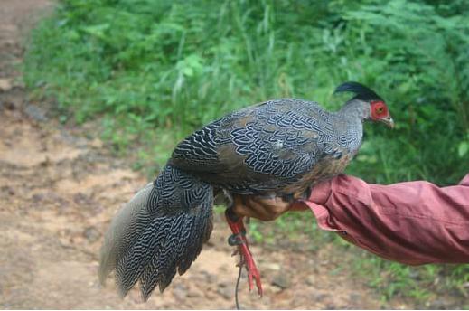 Juvenile male silver pheasant caught during trapping survey.