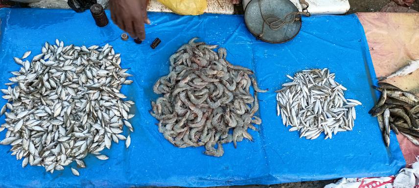 Fish and shrimp obtained from the Koshi river and sold in local markets of Sunsari District, Nepal. ©Aakrista Adhikari.