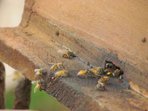 Some of bees keeping boxes have received bees.
