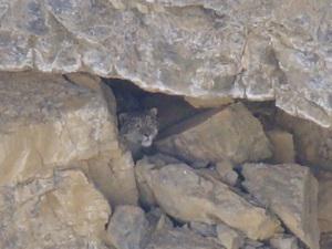 A snow leopard peeps out of his day time resting hideout.