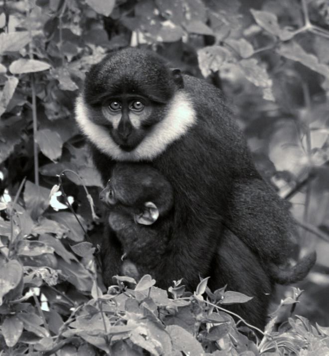An adult female l‟Hoest‟s monkey with her infant in the Bwindi forest. © A. McNeilage.